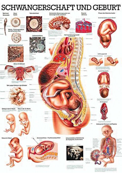 Anatomical Chart Pregnancy and Birth,  70 x 100 cm, Paper