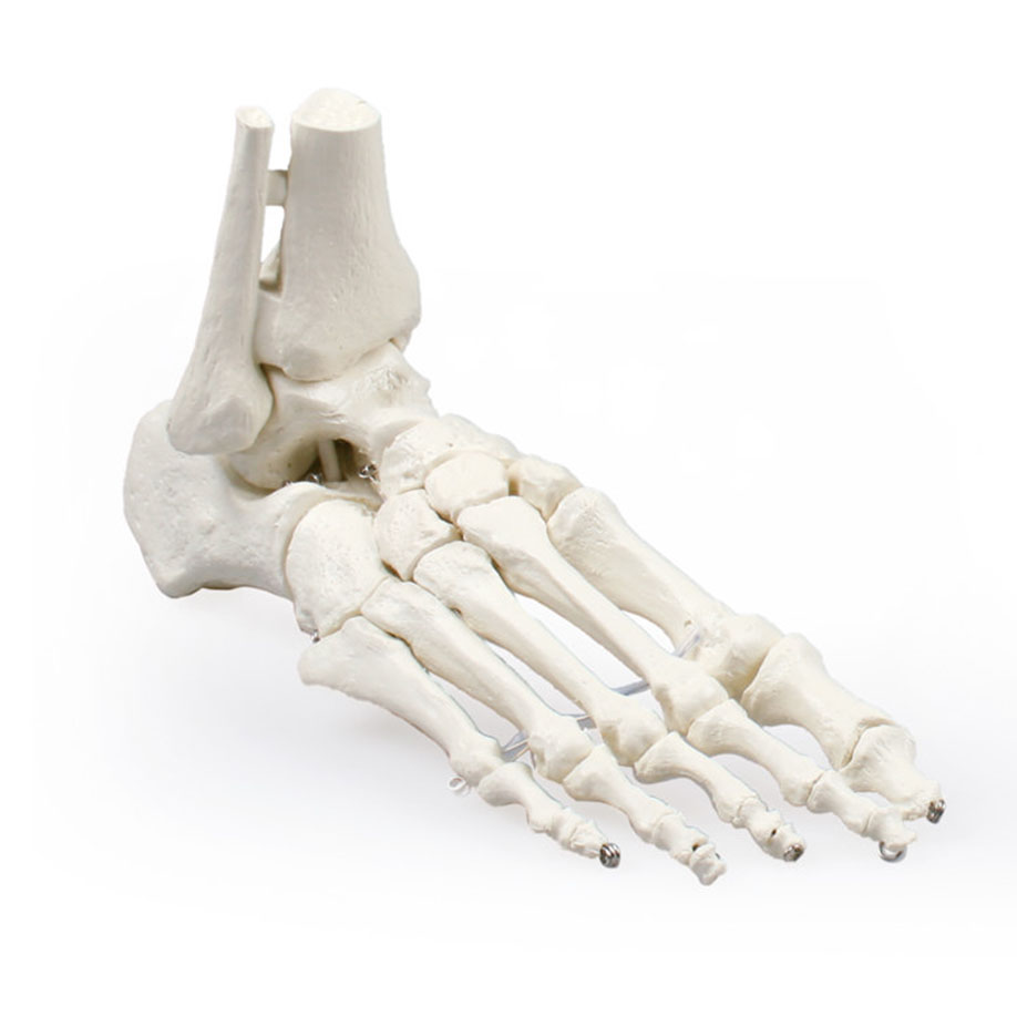 Fußskelett mit Schien- und