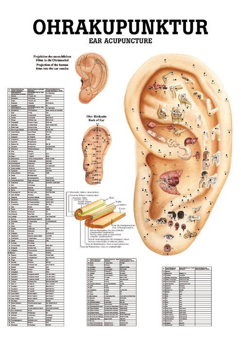 anat. Poster: Ohrakupunktur 50 x 70 cm, Papier, zweisprachig