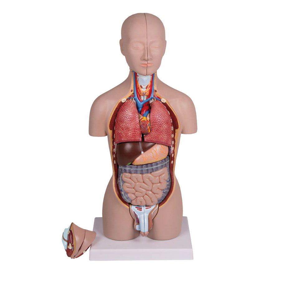 Miniatur Torso 16-teilig,