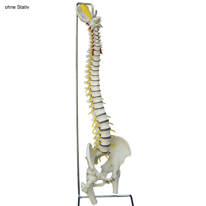 flexible Wirbelsäule Standard
