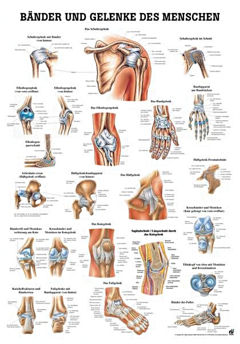 anat. Lehrtafel: Bänder und Gelenke 70 x 100 cm, laminiert