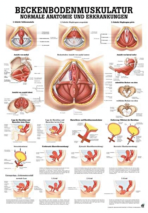 anat. Lehrtafel: Beckenbodenmuskulatur 70 x 100 cm, laminiert