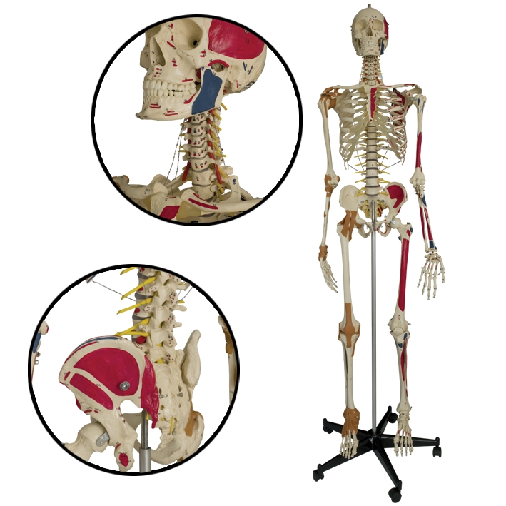 Super-Duper-Skelett auf 5-Fuß-Stativ
