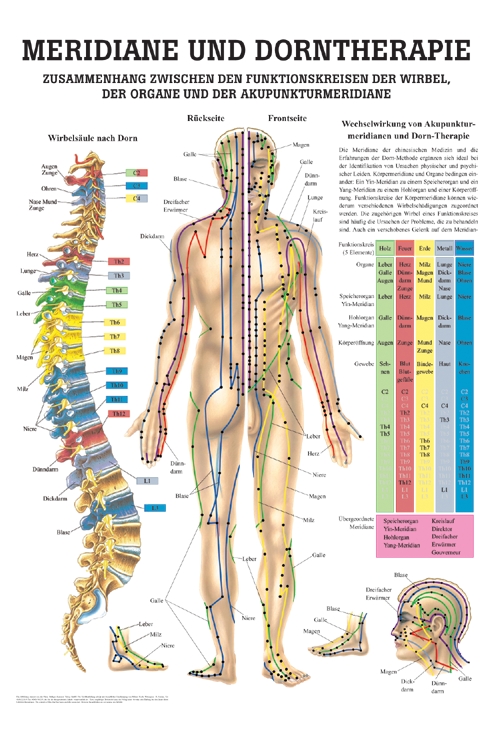 anat. Mini-Poster: Dorntherapie und Meridiane, 24 x 34 cm, laminiert