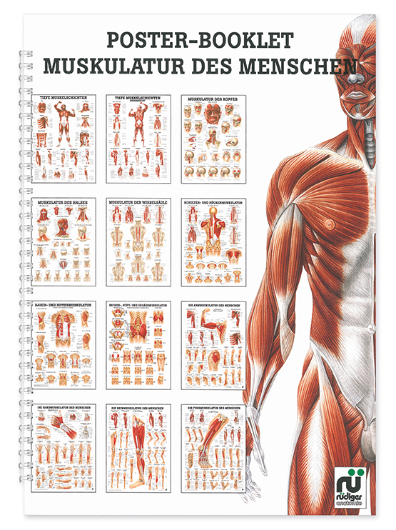Mini-Poster Booklet: Muskulatur