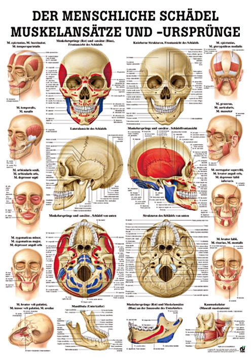 anat. Lehrtafel: Muskelansätze & Ursprünge am Schädel 70 x 100 cm, Papier